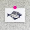 Postkarte Scholle