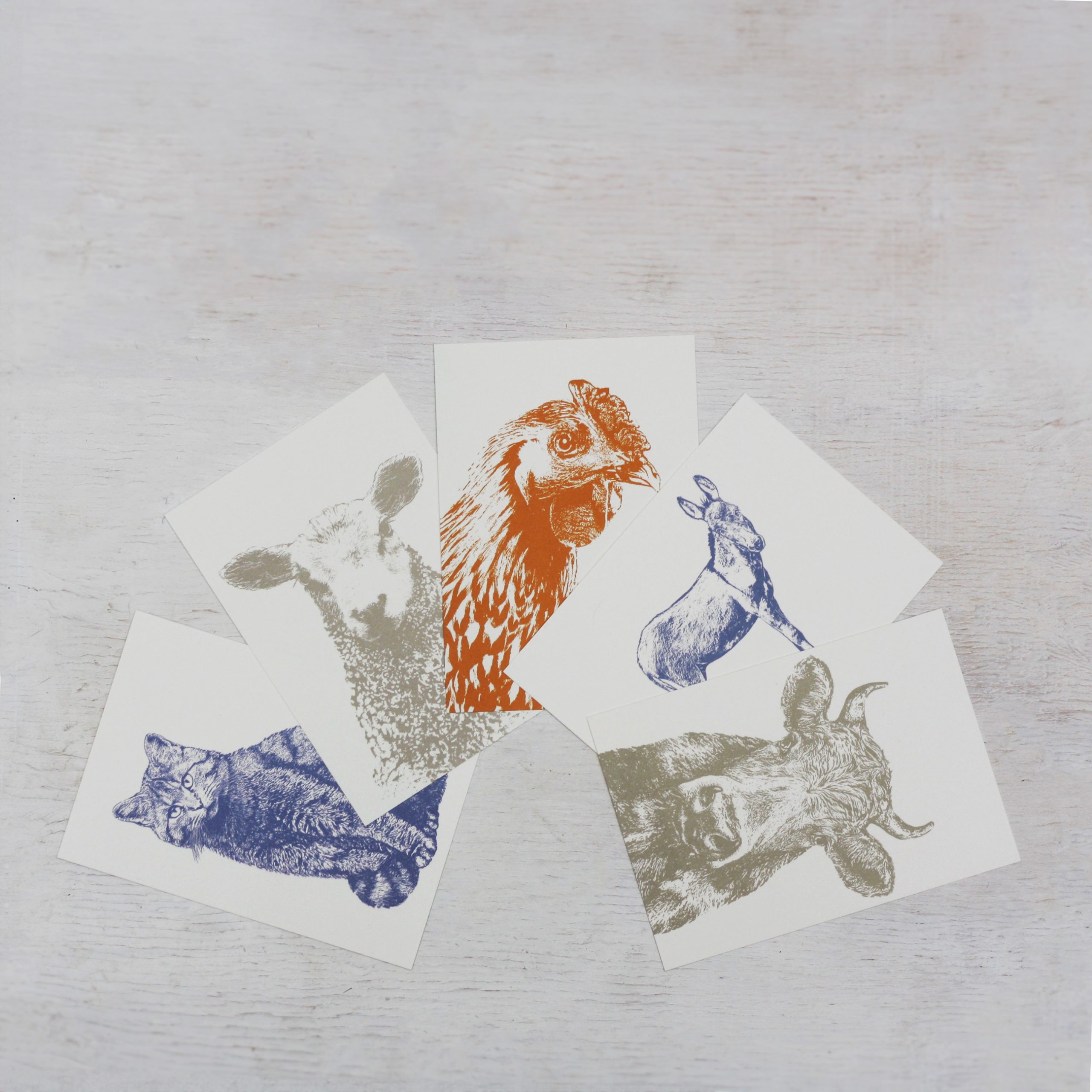 Postkarten Set – Kuh & Co.