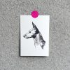 Frohstoff Postkarte mit dem Motiv Amber in anthrazit